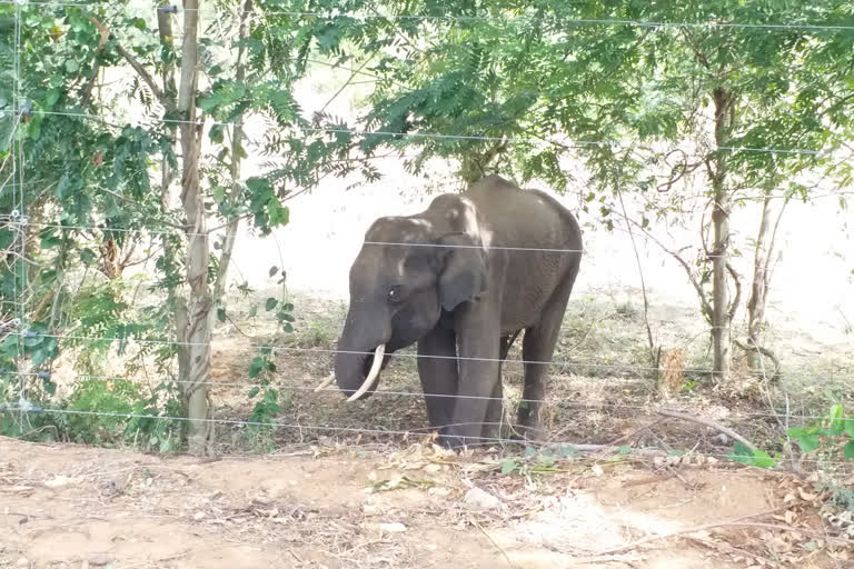 elephants-died-due-to-heavy-metal-consumption