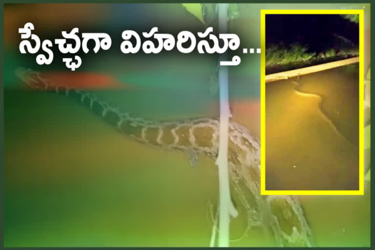 python-appeared-in-agency-of-chitrolubodu-at-eastgodavari-district