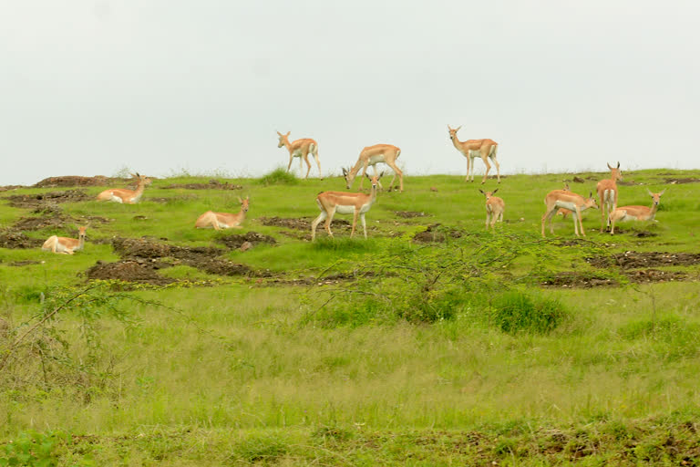 rain have solved the problem of deer food and water in  Yeola