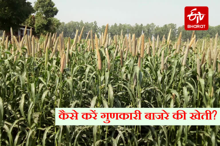 know about millet farming in haryana