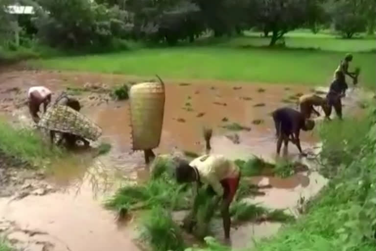 Paddy Plantation