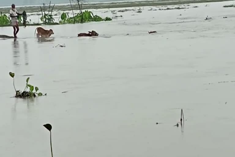 assam flood