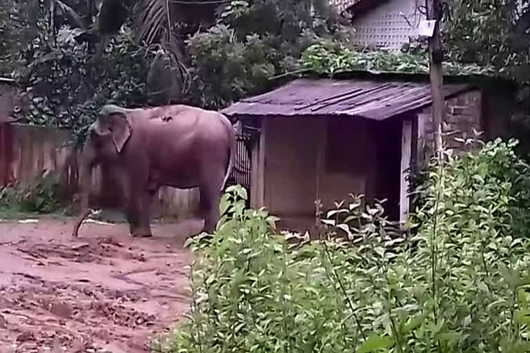 wild elephant