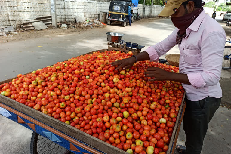 ಹೈಬ್ರಿಡ್ ಟೊಮೆಟೊಂದಿಗೆ ಸಮರಕ್ಕಿಳಿದ ಜವಾರಿ ಚೆರ್ರಿ ಟೊಮೆಟೊ