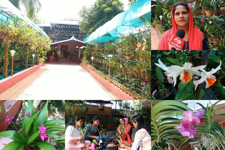 orchid farming by kollam housewife  kollam housewife orchid  ഓർക്കിഡ് വനം  മദീന മൻസിൽ  ഓർക്കിഡ് പുഷ്പങ്ങൾ  ഡൻഡ്രോബിയം  ഓര്‍ക്കിഡ് കൃഷി കൊല്ലം