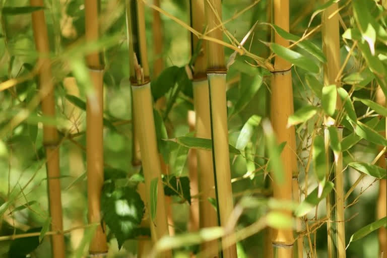 Grant is being received under National Bamboo Mission, apply this way