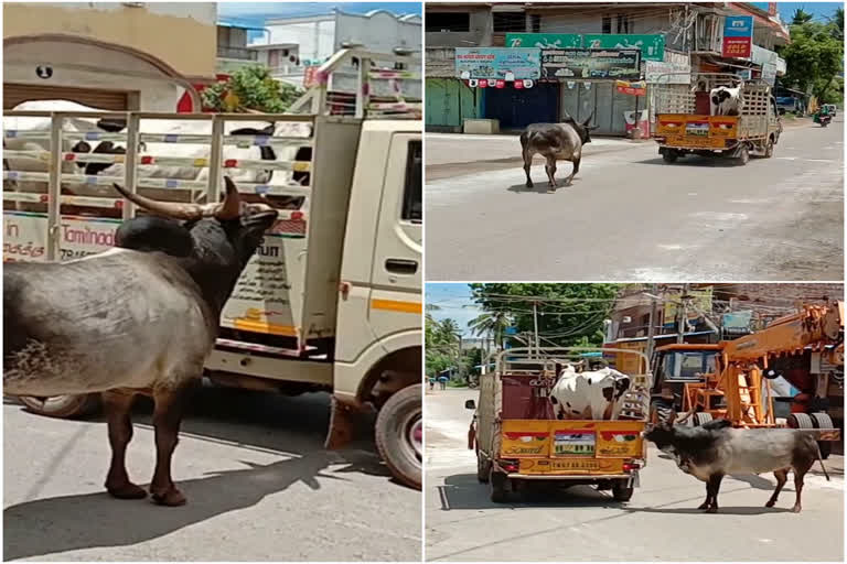 Bull and Cow love