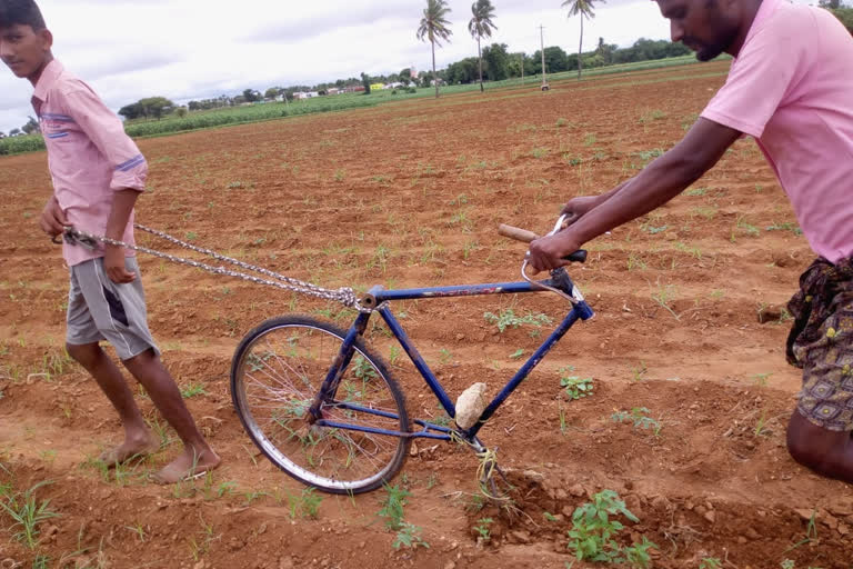 A young farmer used the method of one wheel Cycle to Clean the Hemp of Chilli in the farm  കൃഷിയിടത്തിലെ കള കളയാന്‍ സൈക്കിള്‍ ;വ്യത്യസ്തമായി ബെല്ലാരിയിലെ കര്‍ഷകന്‍  latest bengaluru