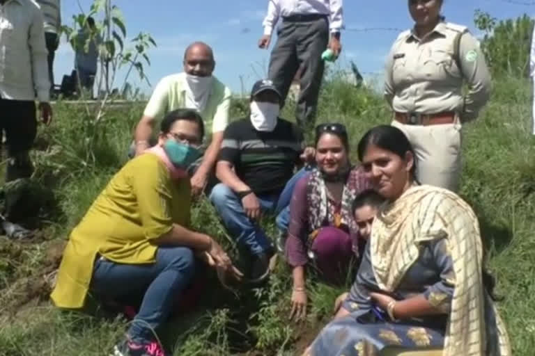 Plantation done in Matani of Hamirpur