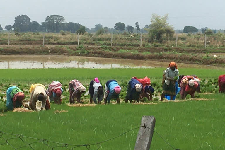 Due to good rains in Mahasamund farmers having hopes of good farming