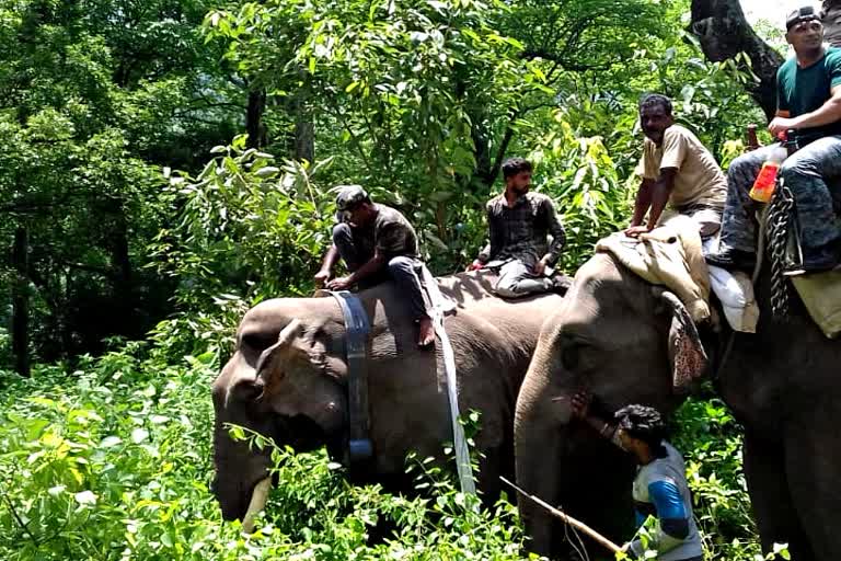 Ramnagar Tusker Elephant