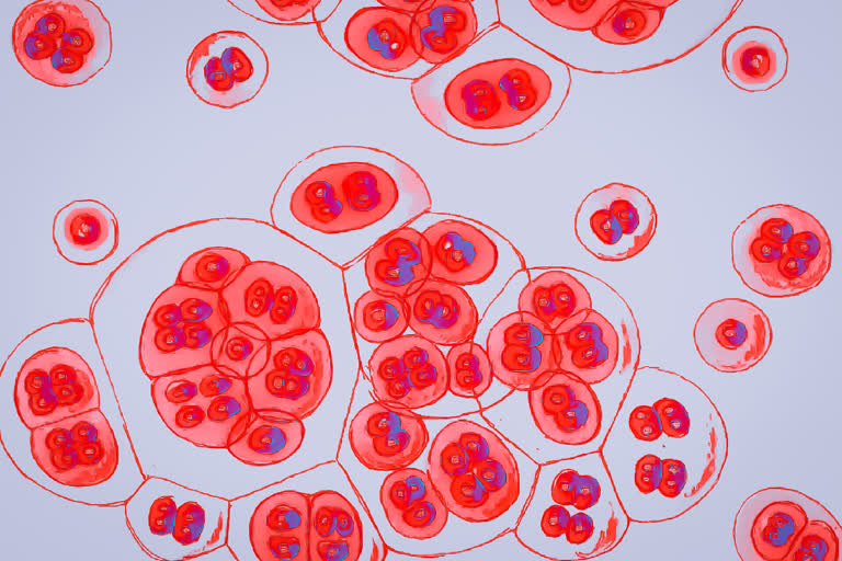 Treating cancer with fatty cells