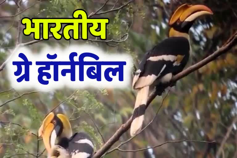 Ramnagar Gray Hornbill News