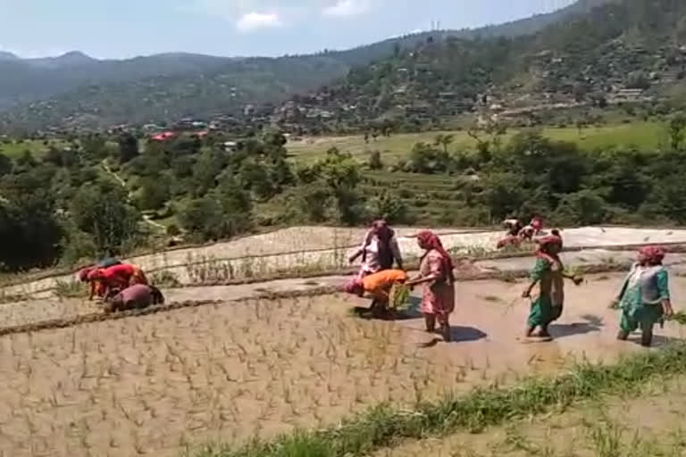 People promoting mutual brotherhood during planting  paddy  in Karsog