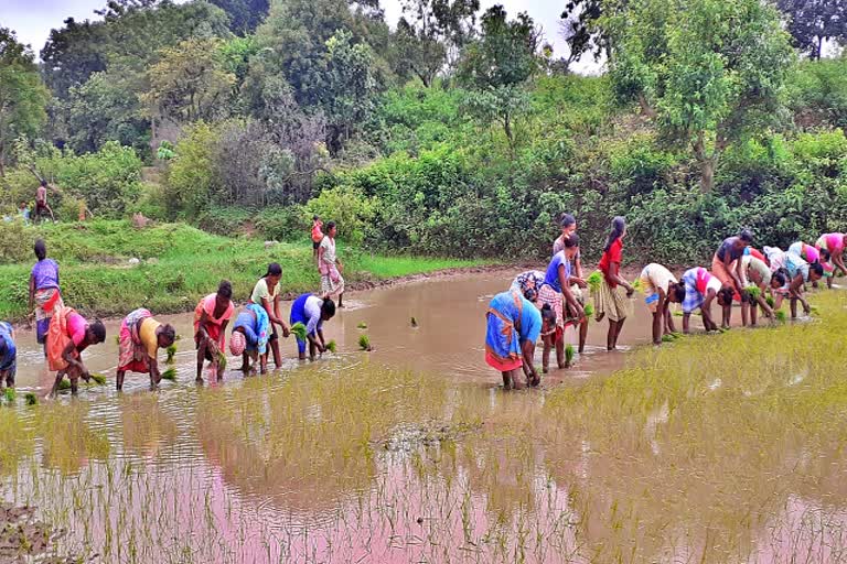 Transplantation of paddy