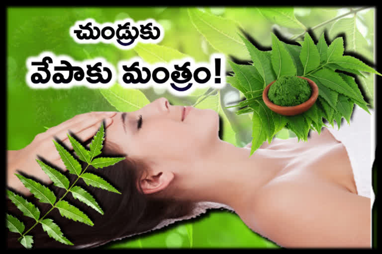 try-ancient-dandruff-treatment-with-neem-leaves-at-home-in-indian-ayurvedic-style