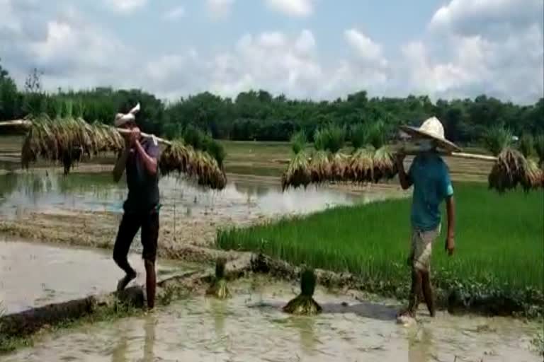 paddy cultivation in assam Baksa district