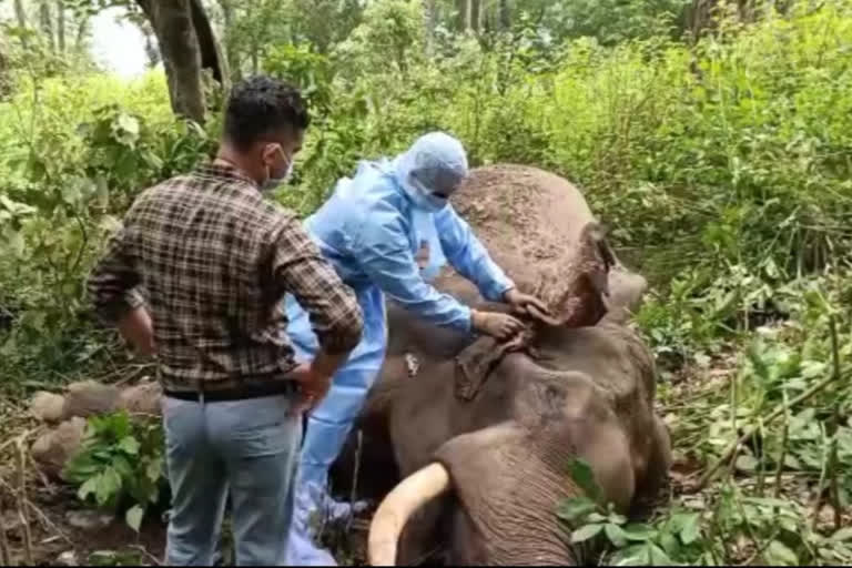 30 ವರ್ಷದ ಆನೆ ಸಾವು