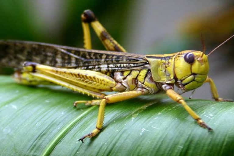 locust attack in haryana