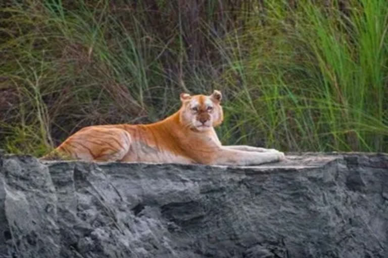 'Golden' tigress in Kaziranga is a case of colour aberration: Experts