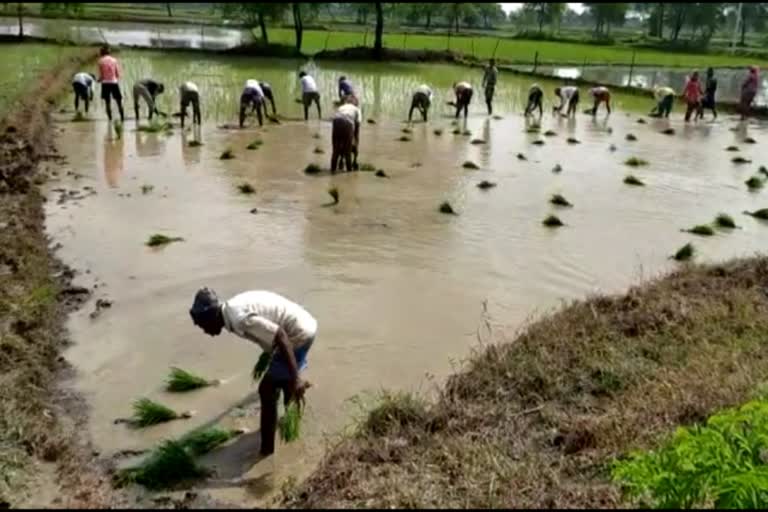 farmers sowing crop in Kawardha