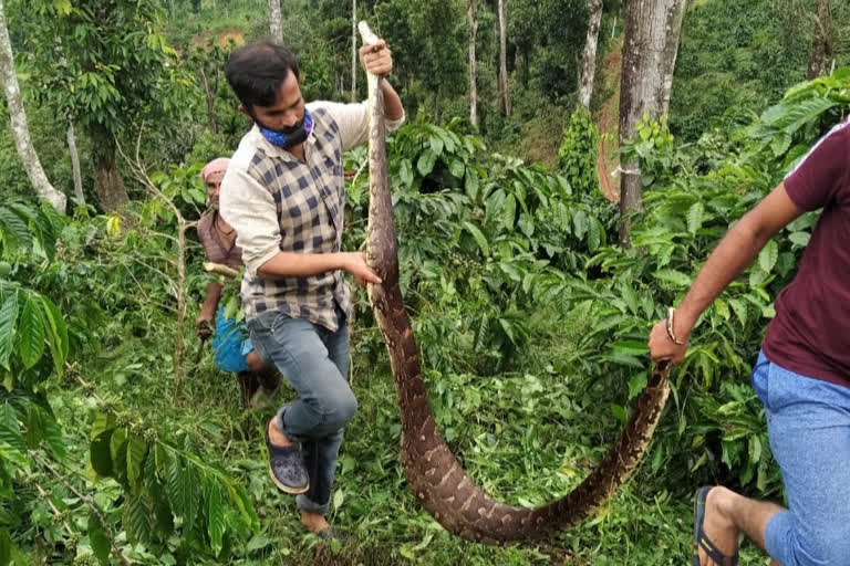 ಕಾಫೀ ತೊಟದಲ್ಲಿ ಹೆಬ್ಬಾವು ಪ್ರತ್ಯಕ್ಷ