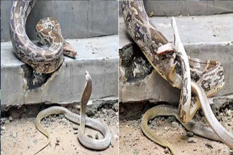 python and cobra fight in vizag