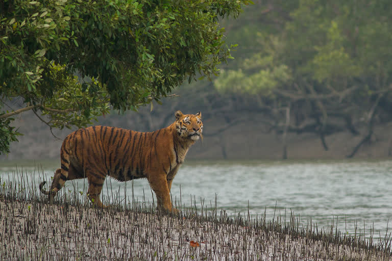 Plastic Bags are entering Sundarban