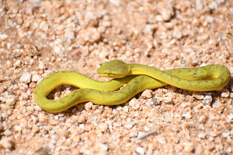 Bamboo pit viper poisonous snake found in Gudekote forest!