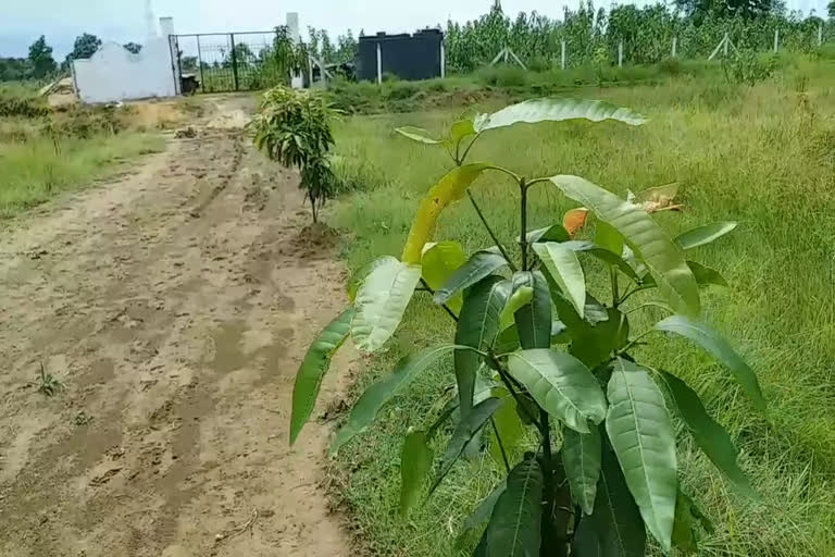 plantation in janjgir champa