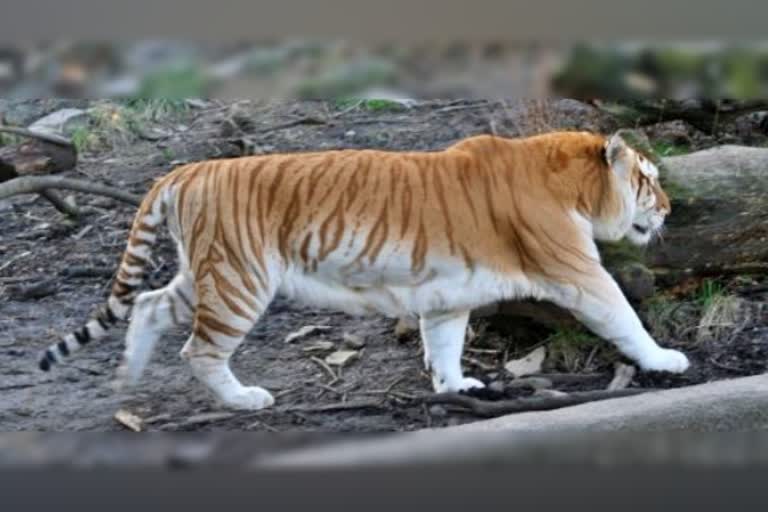 golden-tiger-is-not-new-species-clarifies-experts