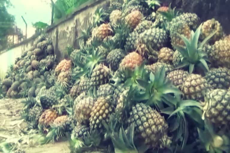 pineapple-farmer-from-golaghat