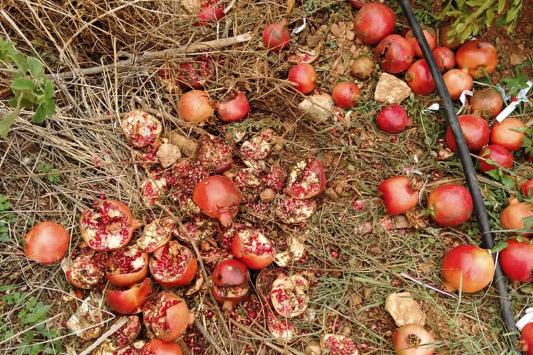 Bear attack on pomegranate crop