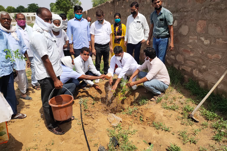 Plantation campaign started, पौधरोपण अभियान का शुभारंभ