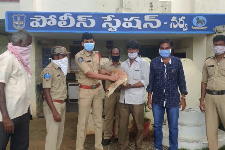 Youngsters saved deer lives in narayanapet district