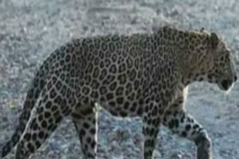 Leopard attacked on child