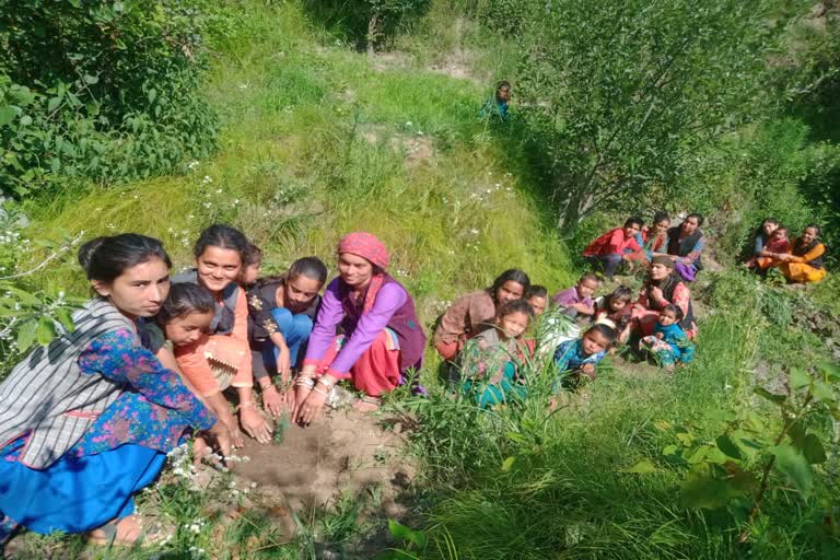 Bhandhal villagers do plantation on their daughters' birthday