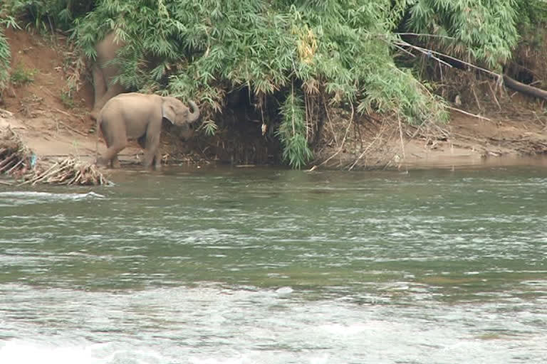 എറണാകുളം  ernakulam  kothamangalam  kuttampuzha  periyar  river  wild  elephant  കാട്ടാന