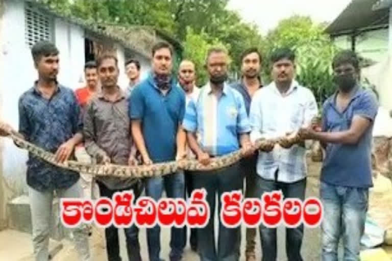 Snake Society members caught  a huge python in manchirial district