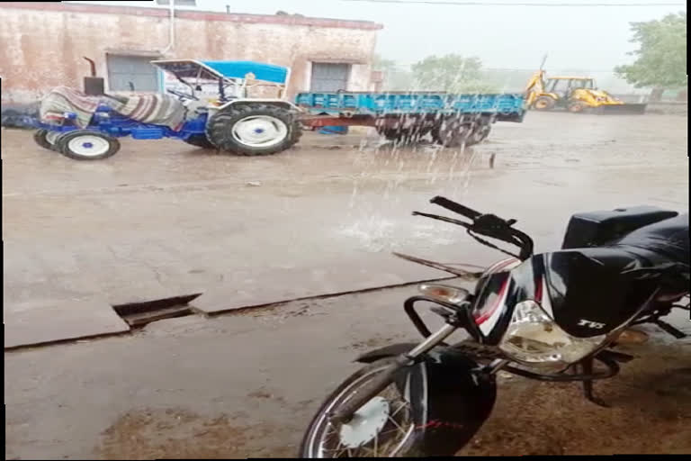 farmers harvest soaked due to rain