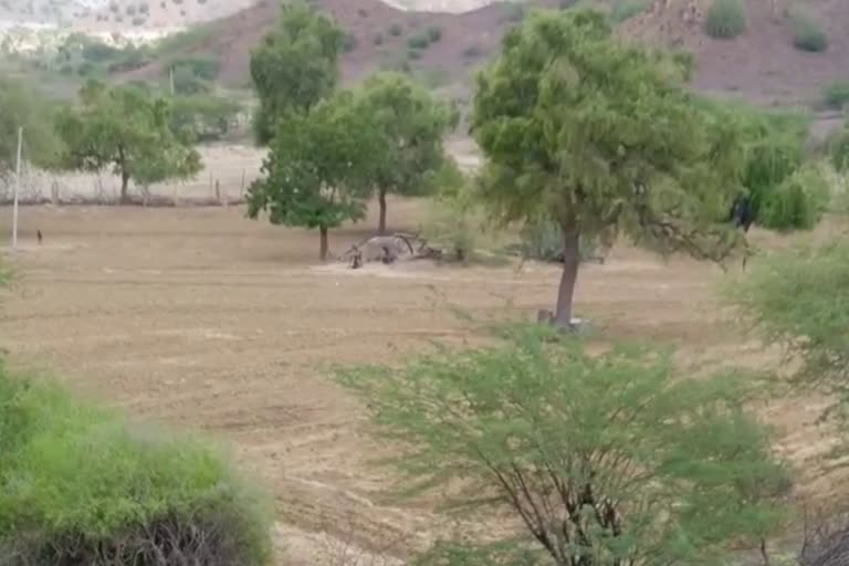 Barmer farmer problem, monsoon in Rajasthan