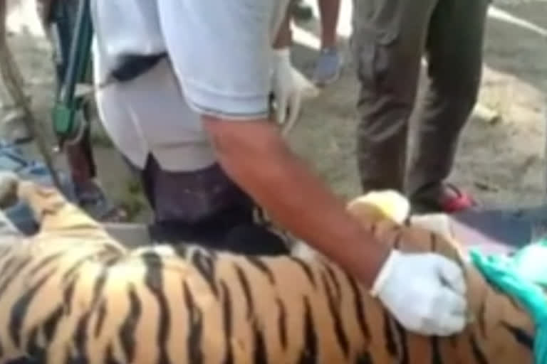 Tigress successfully tranquilized and rescued from cow shed in Assam