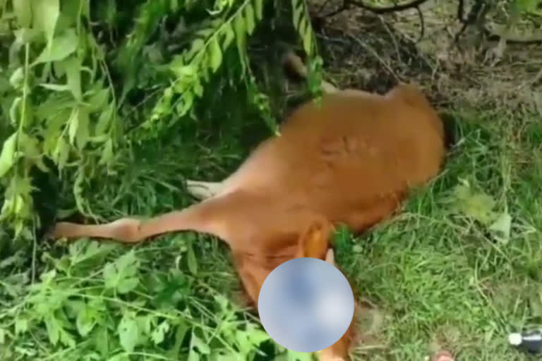 injured Cow calf video viral