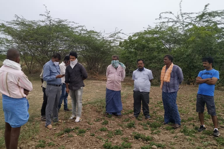 anantapur dst madakasira mandal mro visits groundnut crops