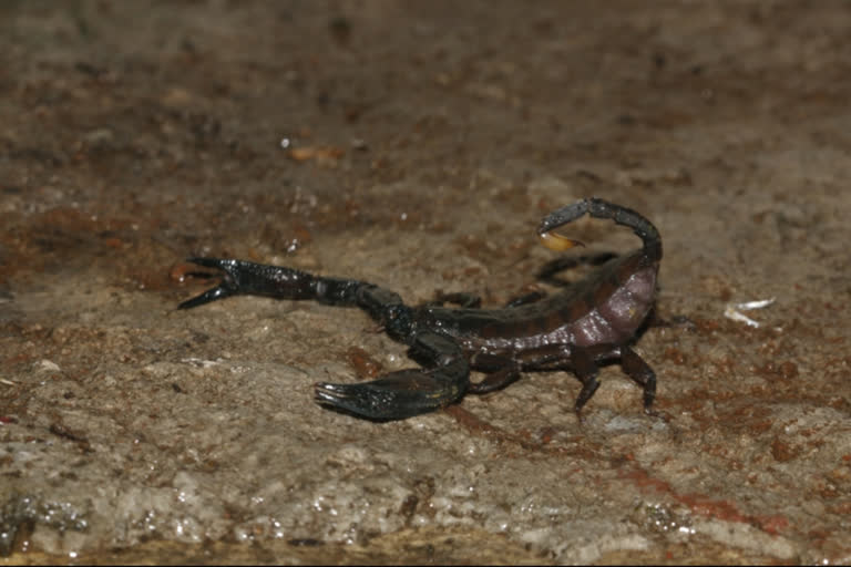 new scorpion species