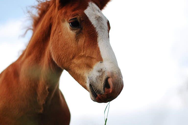 Horse trading