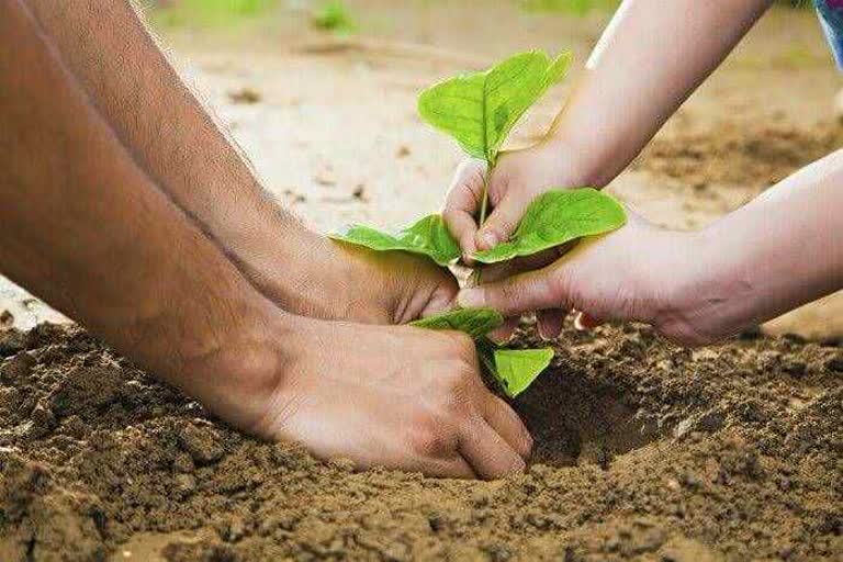 पौधरोपण कार्यक्रम का आयोजन, Plantation Program organized