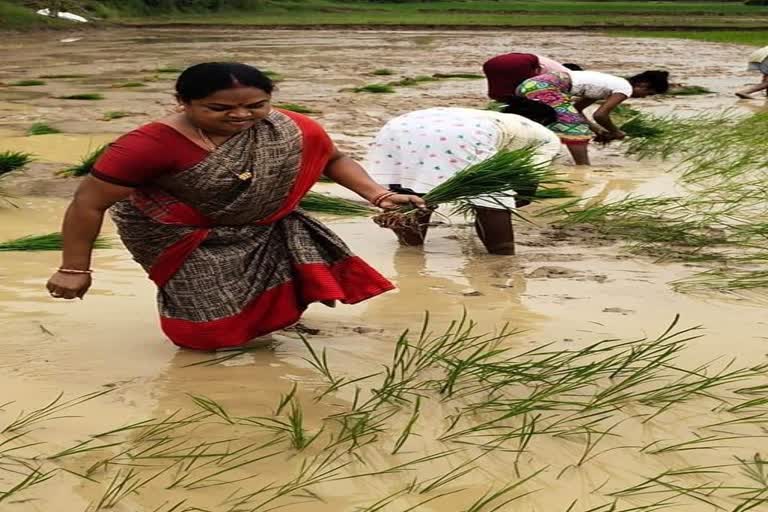 Phoolodevi Netam planted paddy