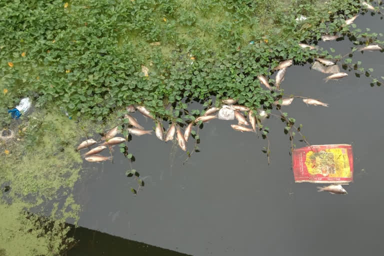 fishes death in Meghadri Reservoir