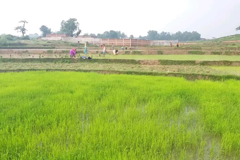 smile on face of farmers due to arrival of monsoon in hazaribag